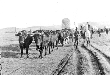 Early-day photo of one of the many oxen teams that transported tons of goods north to Southern Alberta. Whenever the ground became too rutted, the teams moved over and made a new trail. Photo from the Fort Benton Overholser Archives.