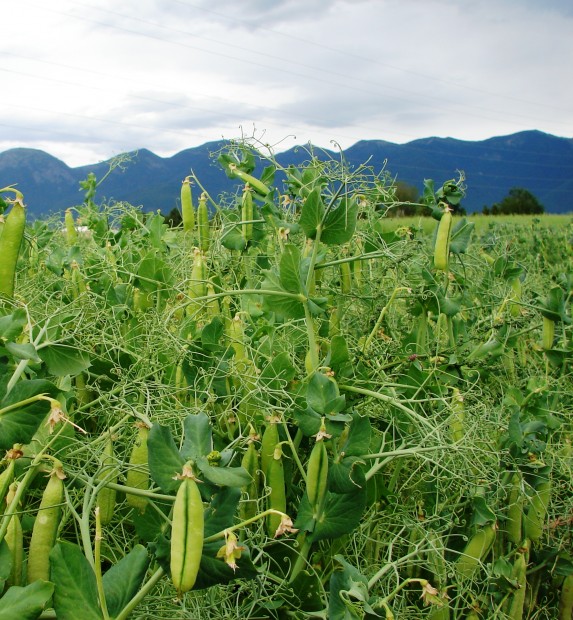 Field Peas growing on a farm in Montana.  Photo courtesy of Peggy Stringer